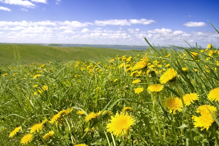 Dandelions, green grass and blue skyの写真素材