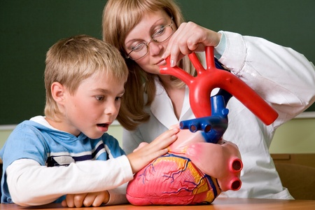Young teacher and schoolboy studies heartの写真素材