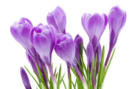 spring flowers, crocus, isolated on whiteの写真素材