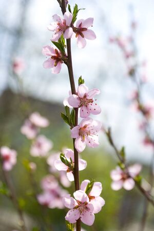 Blossoms apricotの写真素材