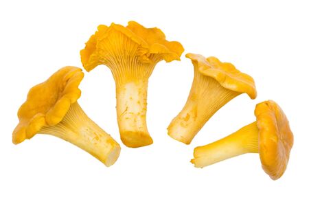 chanterelle mushrooms. 4 pieces, isolated on whiteの写真素材