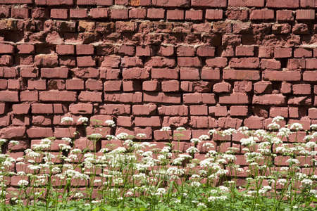brick wall and grassの写真素材