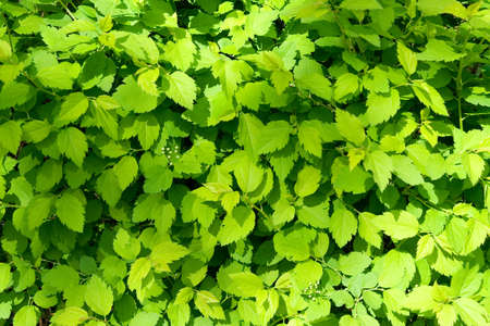 Green leavesの写真素材