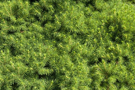 Branches of conifer, fir needles backgroundの写真素材