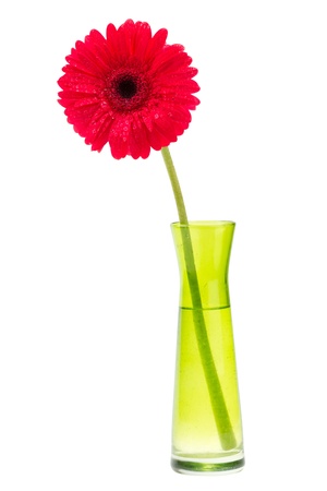 red Gerber flower, one gerbera daisy in green vase, isolated on whiteの写真素材
