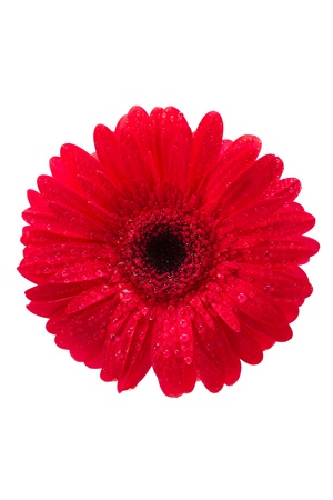gerber, red gerbera daisy, top view, isolated on whiteの写真素材