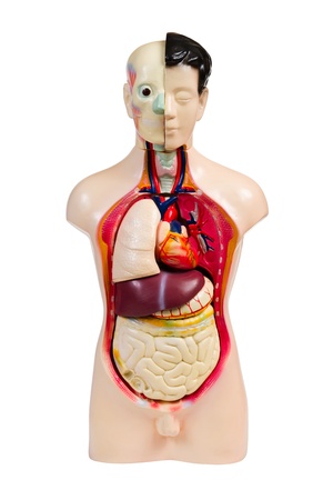 plastic human anatomy model, isolated on white