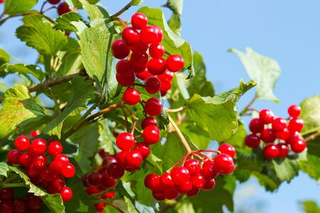 branch of red berries viburnumの写真素材