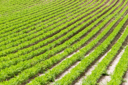 Rows of young carrot plantsの写真素材