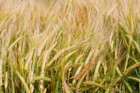 Wheat field の写真素材