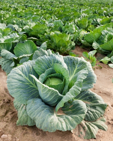 cabbage on a fieldの写真素材