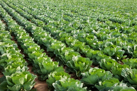 Cabbage field, agricultural backgroundの写真素材