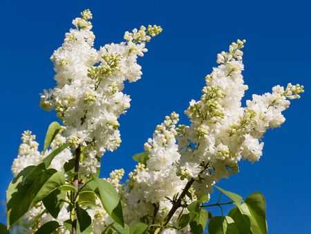 bunch of white lilac flowerの写真素材
