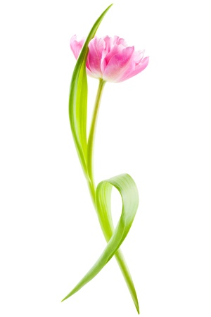 pink tulip, isolatedの写真素材