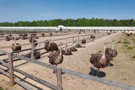 ostrich farm の写真素材