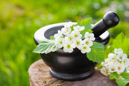 mortar with blossom hawthorn, herbal medicine の写真素材