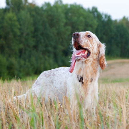 English setter with brown spots on wheat fieldの写真素材