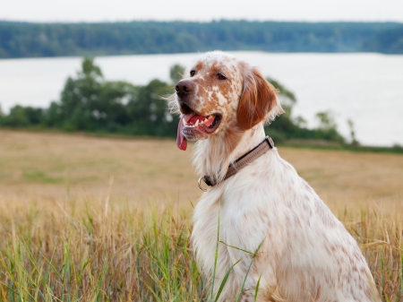 Irish setter on sea landscapeの写真素材