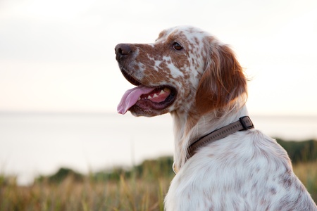 Irish setter on sea landscapeの写真素材