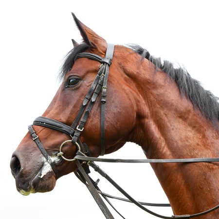 head of a horseの写真素材