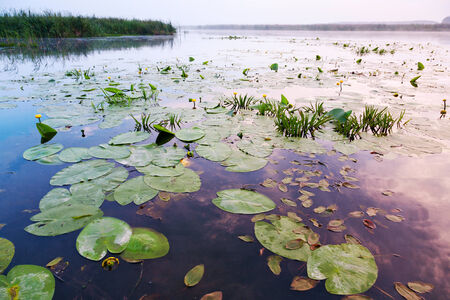 sunrise on summer European river, water lily leaves and budsの写真素材