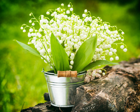 Wild spring lily of the valley flowers in bucket in forestの写真素材