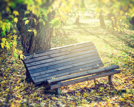 old wooden bench in sunny autumn parkの写真素材
