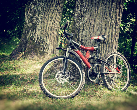 bicycle near a tree in summer forestの写真素材