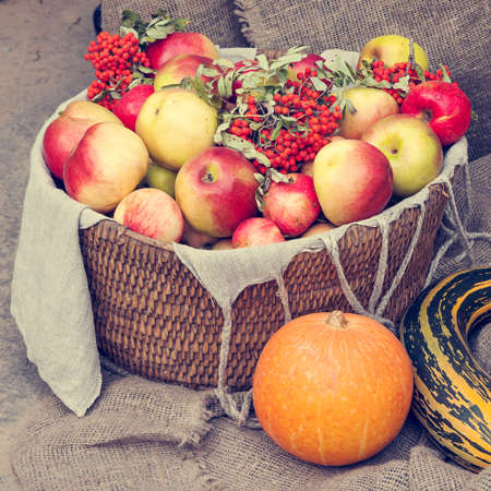 Apples in wicker basket, pumpkin, marrow and rowan berry. Autumn still life.の写真素材