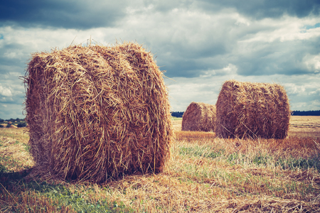 Field with hay bales in cloudy weatherの写真素材