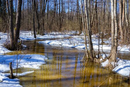 Early spring: river stream in forest. March belorussian landscapeの写真素材
