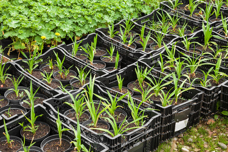 Young plants in nurseryの写真素材
