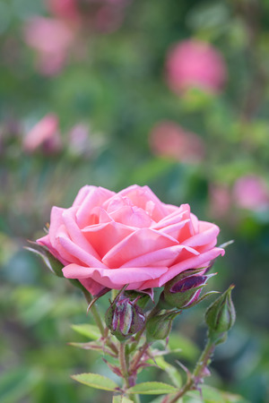 Pink garden roseの写真素材