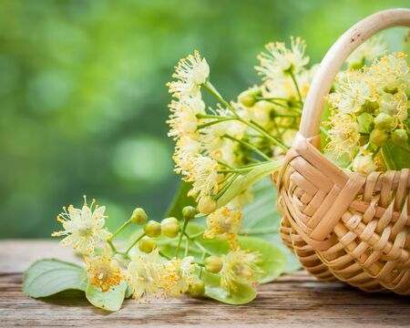 Wicker basket with lime flowers, herbal medicine.の写真素材