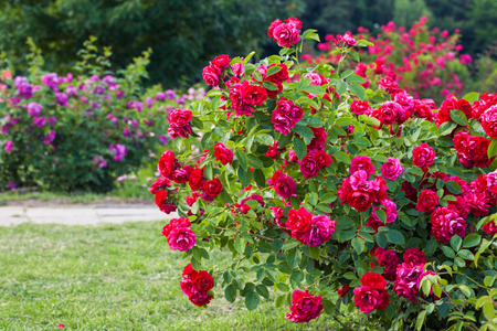 Roses bush on garden landscapeの写真素材
