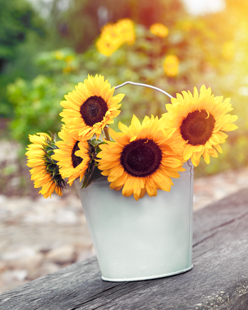 Sunflowers in bucket outdoors. Wedding decorations in rustic style.の写真素材