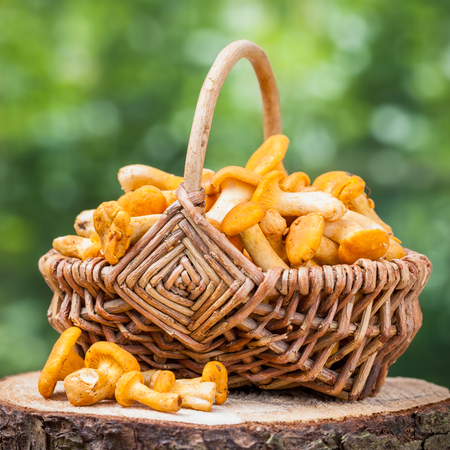 Chanterelles in wicker basket on wooden stump in forestの写真素材