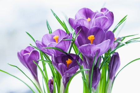 Spring flowers, crocus on white snow. Selective focus.の写真素材