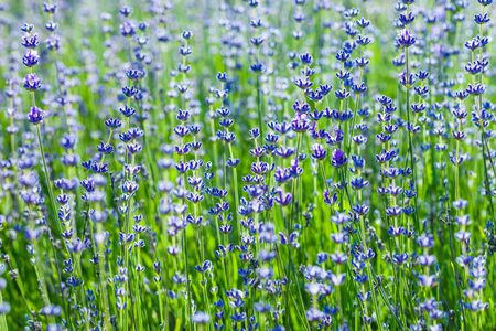 Lavender flowers background. Selective focus. Retro toned photo.の写真素材