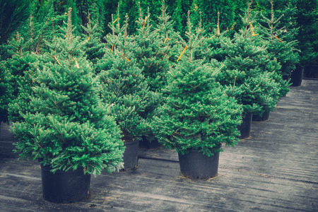 Christmas trees in pots for sale. Retro toned photo.の写真素材