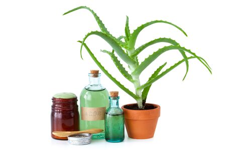 Aloe plant in flowerpot, organic aloe vera essence, cream or salve and other products on white.の写真素材