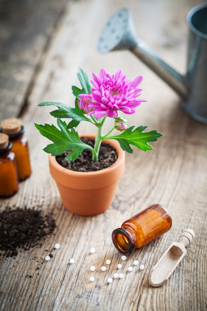 Homeopathic remedies for plant and crops, chrysanthemum flower in pot and watering can. Natural alternative treatment of plant diseases.の写真素材