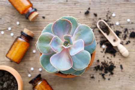 Echeveria in flowerpot and homeopathic remedies for plant and crops. Focus on Echeveria flower. Natural alternative treatment of plant diseases.の写真素材