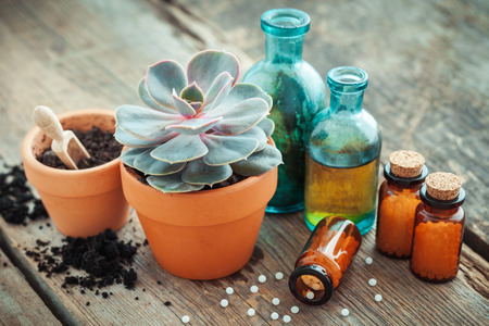 Echeveria in flowerpot and homeopathic remedies for plant and crops. Natural alternative treatment of plant diseases.の写真素材