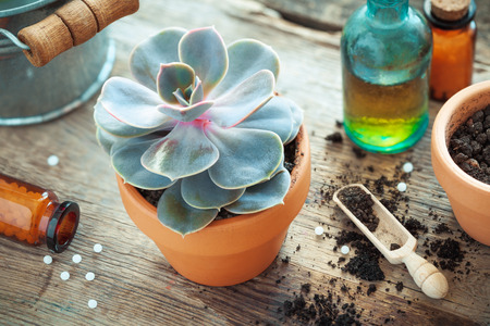 Echeveria in flower pot and homeopathic remedies for plant and crops. Natural alternative treatment of plant diseases.の写真素材