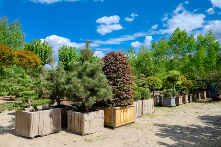 Pine and fir in pots and bonsai garden plants on tree farm.の写真素材