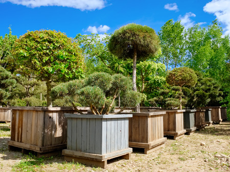 Pine, fir and garden trees and bonsai in boxes on tree farm.の写真素材