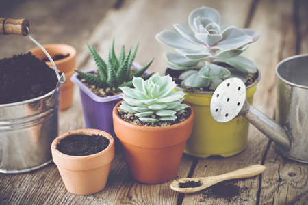 Succulents in pots, bucket with soil and watering can. Planting and care of house plants and flowers.の写真素材
