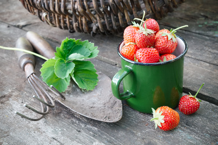 Enameled mug of strawberries, basket, rake and shovel on rustic table in garden outdoors.の写真素材