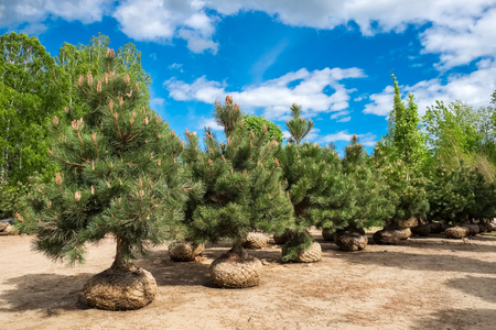 Pine trees on tree farm.の写真素材